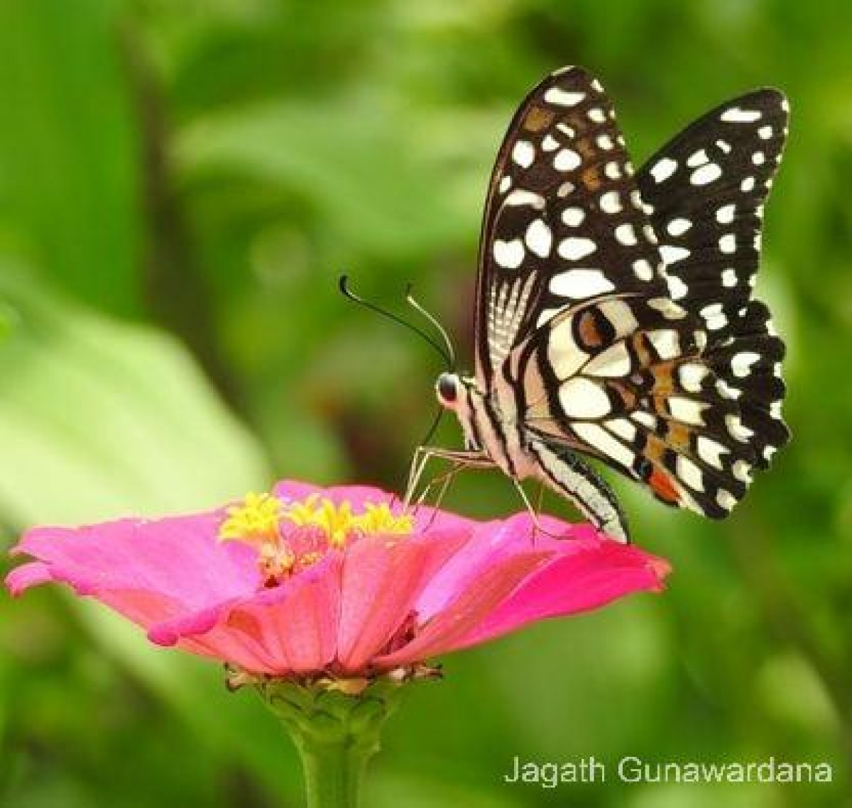 Papilio demoleus Linnaeus, 1758